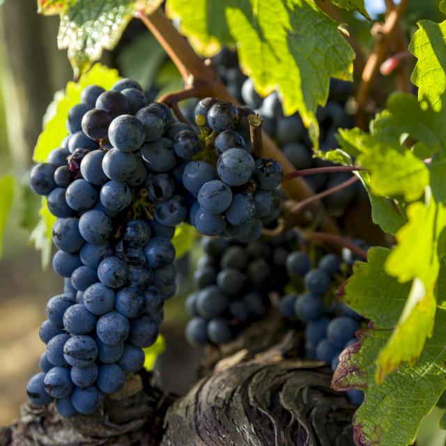 Vignoble de Madiran