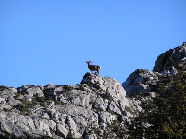 Mouflon Massif du Pibeste