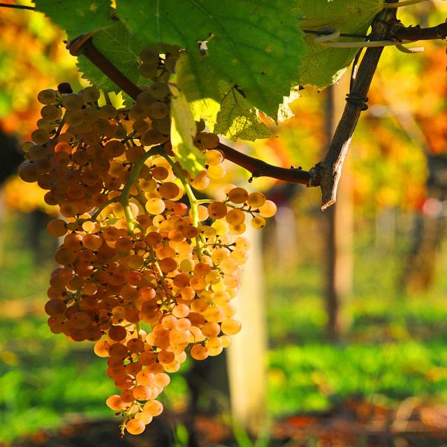 Grappe de raisin vignoble du Jurançon
