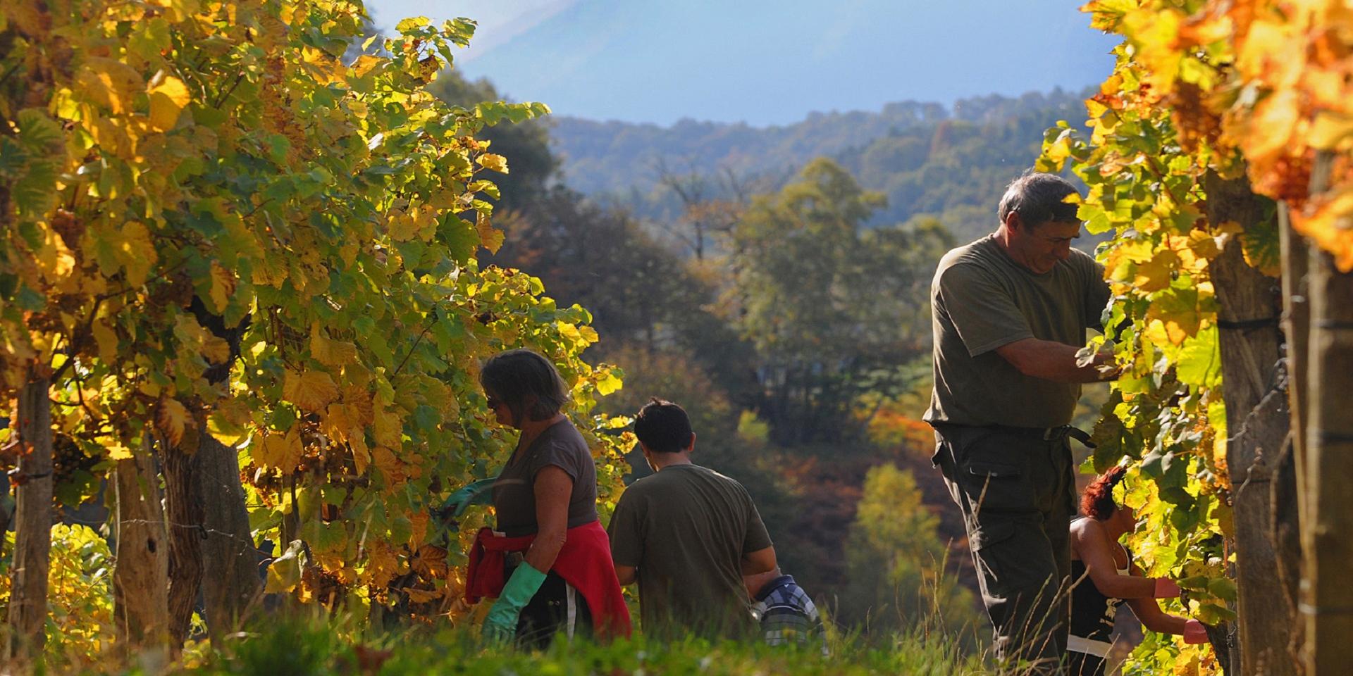 Vendanges dans le vignoble de Jurançon sous l'œil du pic du Midi d'Ossau