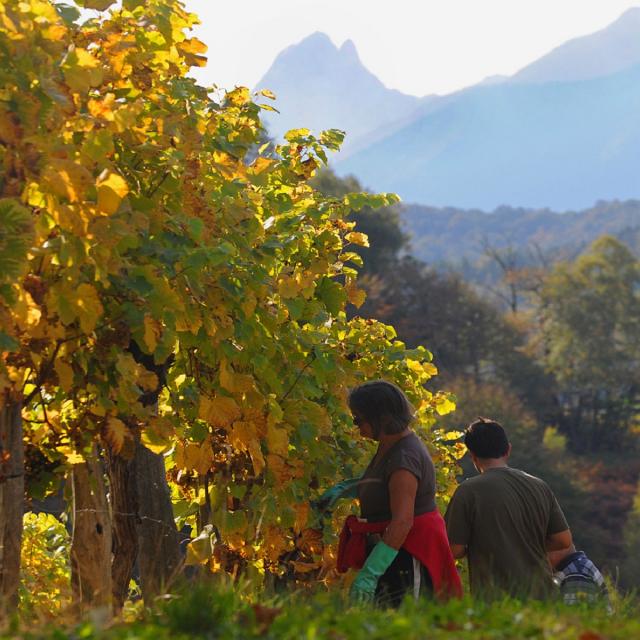 Vendanges dans le vignoble de Jurançon sous l'œil du pic du Midi d'Ossau
