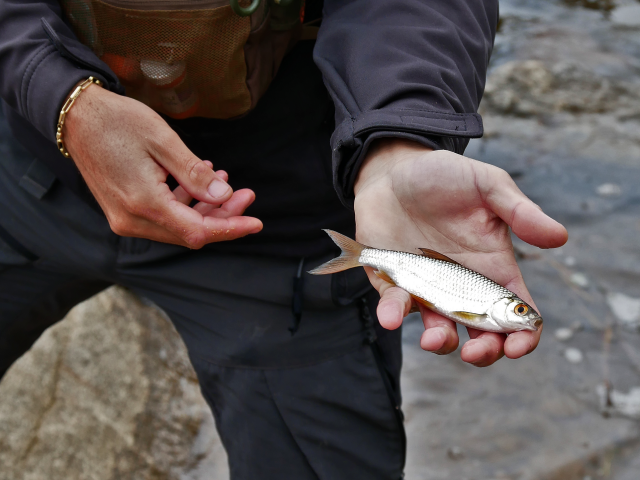 Poisson pêché au lac de Lourdes