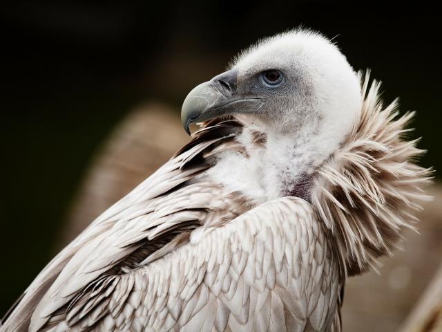 Griffon vulture