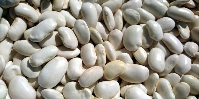Haricots tarbais