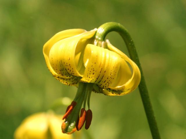 Pyrenean Lily