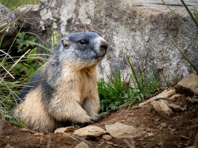 Marmot