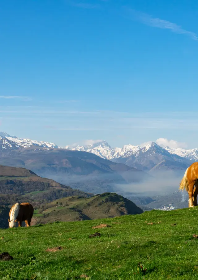 Soum De Caubi : chevaux et Pyrénées enneigés en arrière-plan