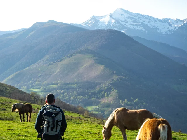 Montagne, chevaux et marcheur