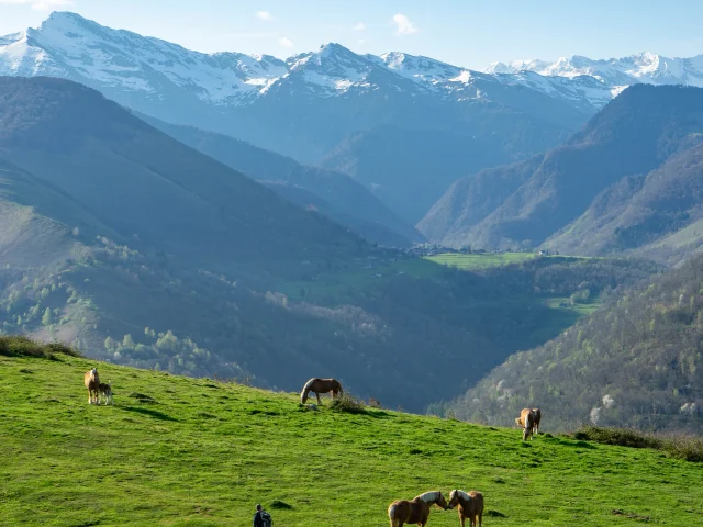 Soum de Caubi, vallée de Batsurguère : chevaux, marcheur et sommets enneigés