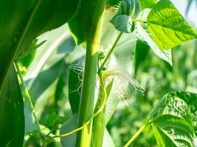 Tarbais beans, Patacq, E. Dussarps, Tourismelourdes 2025 17