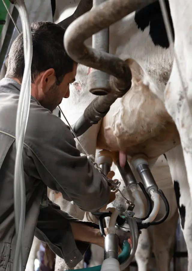 Ferme Sayous 29 Morgane Maunas