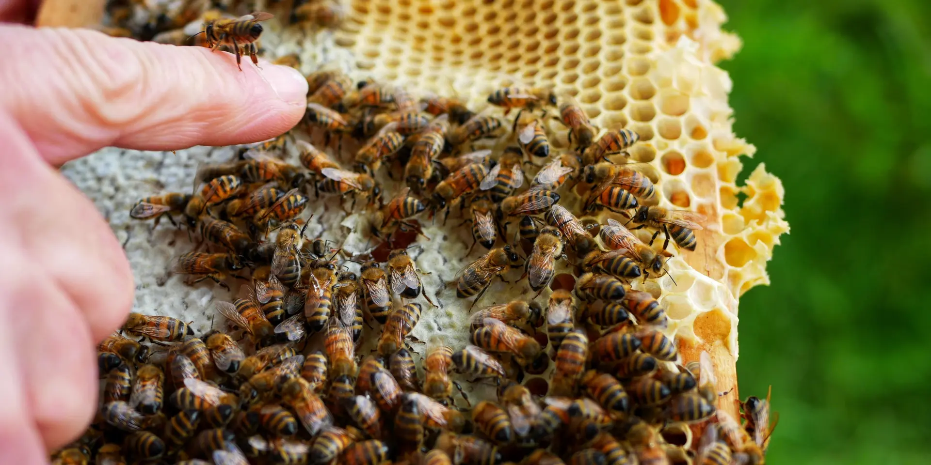 Essaim Abeilles Zoom Otlourdes Mai2023