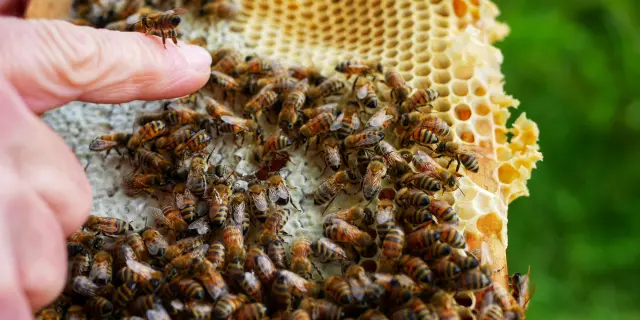 Essaim Abeilles Zoom Otlourdes Mai2023