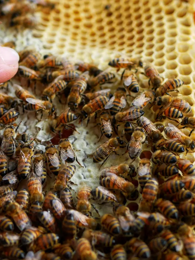 Essaim Abeilles Zoom Otlourdes Mai2023