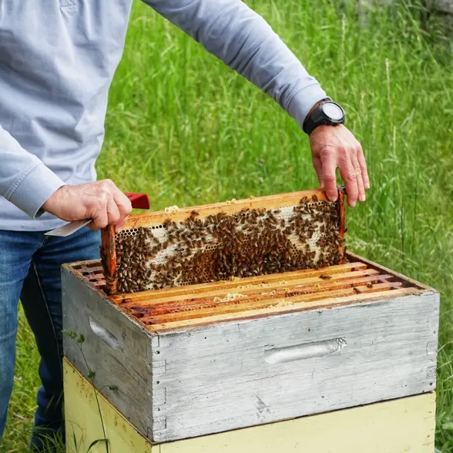 Ruche 5 Otlourdes Mai2023