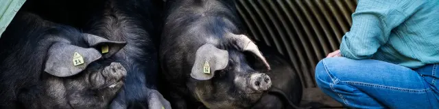 Cochons Noir De Bigorre Dan Photofficial 1