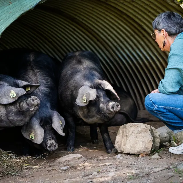 Cochons Noir De Bigorre Dan Photofficial 1