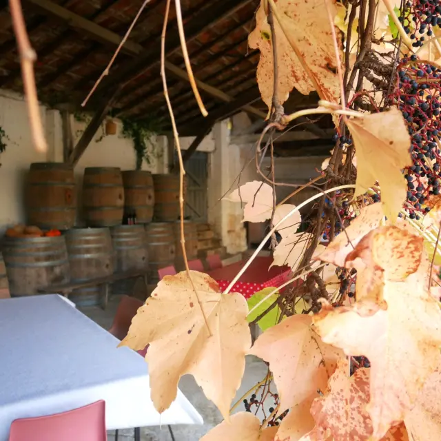 Exterieur Vigne Tonneaux Otlourdes Automne 2023